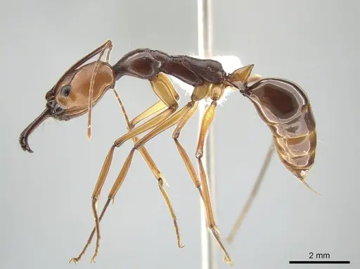 Odontomachus malignus - CASENT0650205