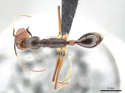 Odontomachus malignus - CASENT0650354