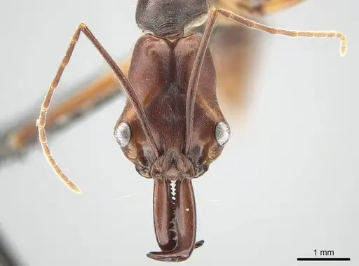 Odontomachus malignus - CASENT0650354