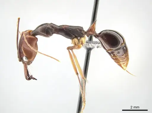 Odontomachus malignus - CASENT0650354