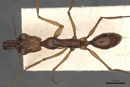 Odontomachus malignus - CASENT0901334