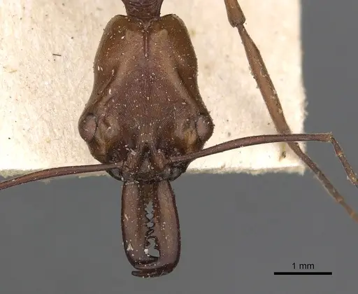 Odontomachus malignus - CASENT0901334