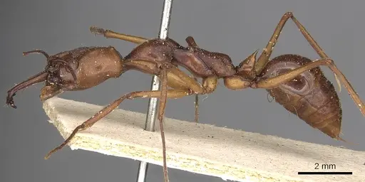 Odontomachus malignus - CASENT0901334