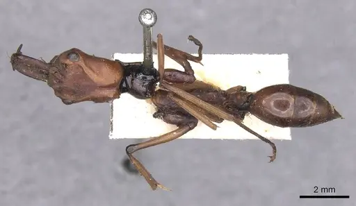 Odontomachus malignus - CASENT0915471