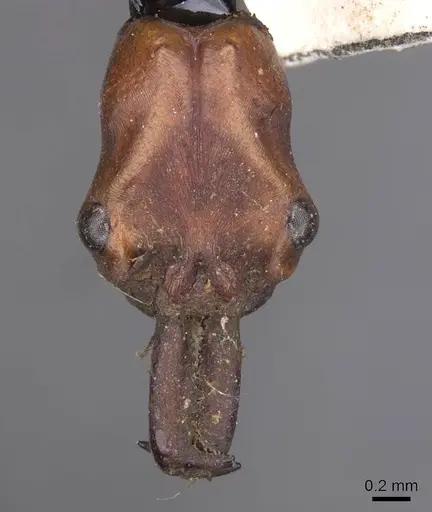 Odontomachus malignus - CASENT0915471