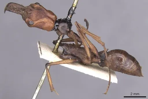 Odontomachus malignus - CASENT0915471