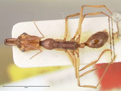 Odontomachus malignus - FOCOL0402