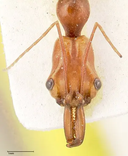 Odontomachus malignus - FOCOL0402