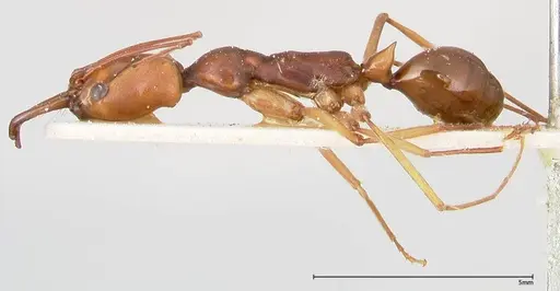 Odontomachus malignus - FOCOL0402