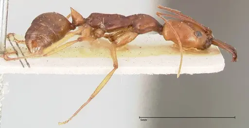 Odontomachus malignus - FOCOL0402