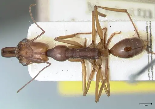 Odontomachus malignus - FOCOL1081