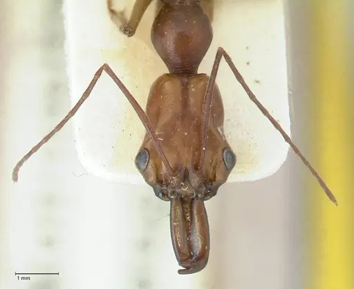 Odontomachus malignus - FOCOL1081