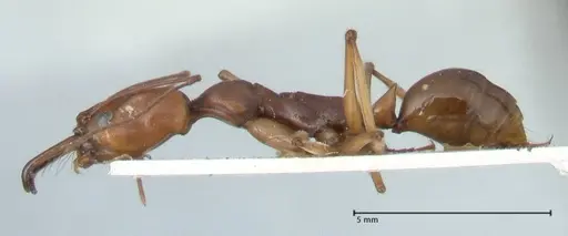 Odontomachus malignus - FOCOL1081