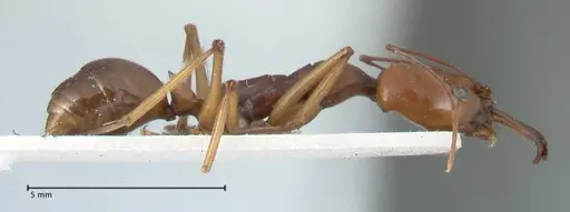 Odontomachus malignus - FOCOL1081