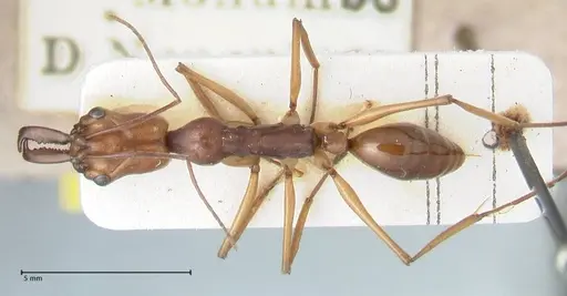 Odontomachus malignus - FOCOL1082