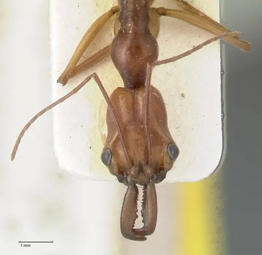 Odontomachus malignus - FOCOL1082