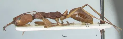 Odontomachus malignus - FOCOL1082