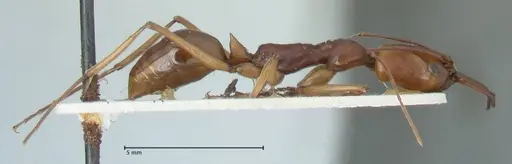 Odontomachus malignus - FOCOL1082