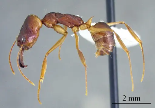 Odontomachus meinerti specimen