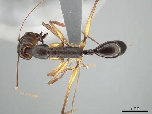 Odontomachus minangkabau specimen