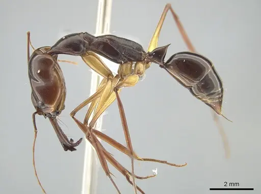 Odontomachus minangkabau specimen