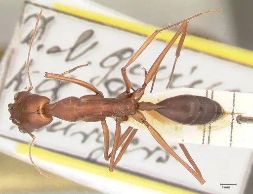 Odontomachus montanus specimen