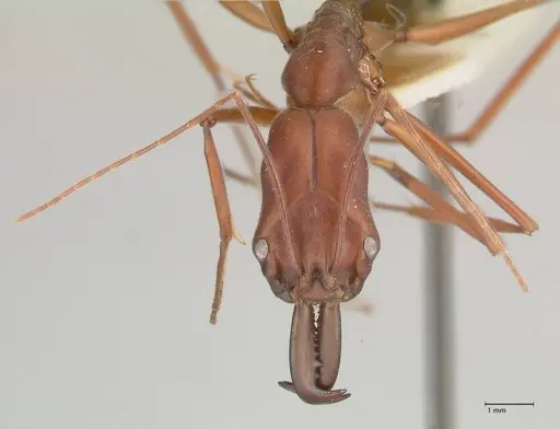 Odontomachus montanus specimen