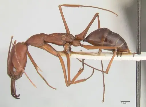Odontomachus montanus specimen