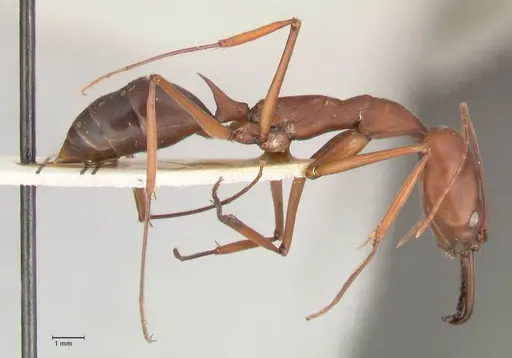 Odontomachus montanus - FOCOL1064