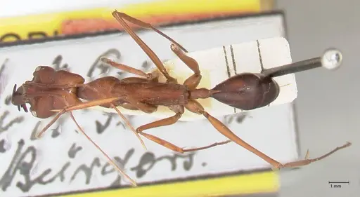 Odontomachus montanus - FOCOL1065