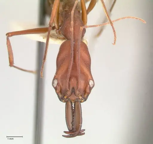 Odontomachus montanus - FOCOL1065