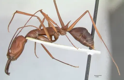 Odontomachus montanus - FOCOL1065