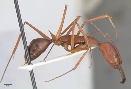 Odontomachus montanus - FOCOL1065