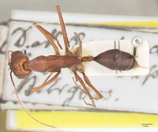 Odontomachus montanus - FOCOL1066