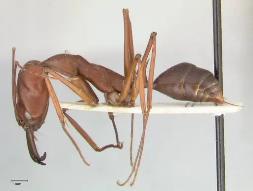 Odontomachus montanus - FOCOL1066