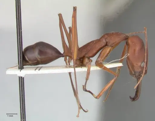 Odontomachus montanus - FOCOL1066