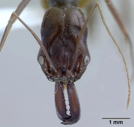 Odontomachus monticola specimen