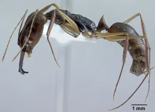 Odontomachus monticola specimen