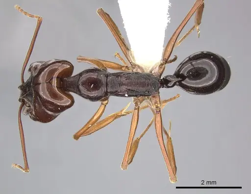 Odontomachus monticola - CASENT0270621