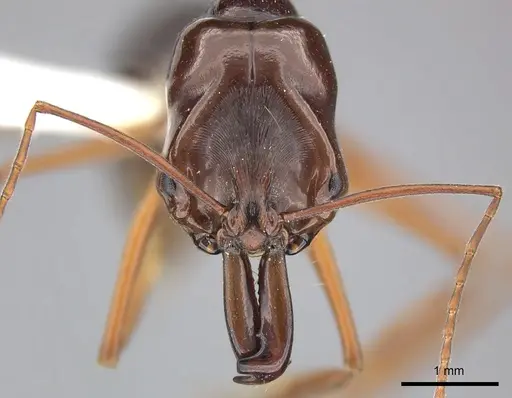 Odontomachus monticola - CASENT0270621