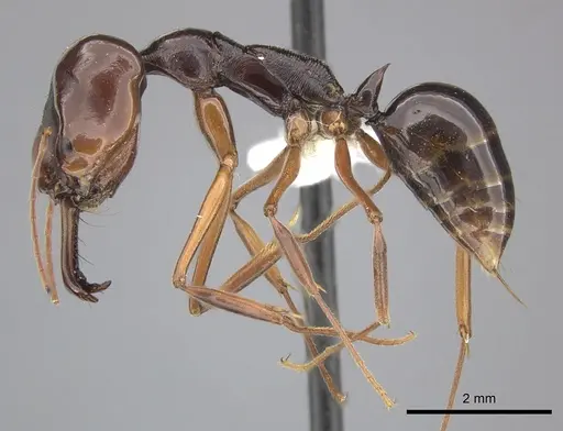 Odontomachus monticola - CASENT0270621