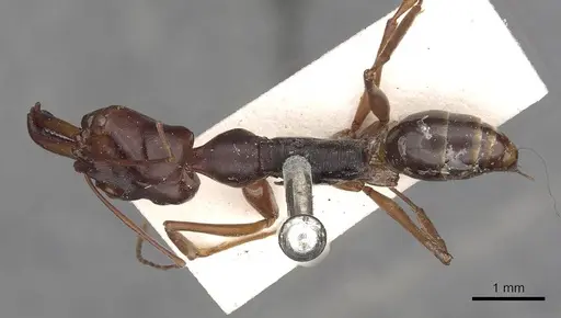 Odontomachus monticola - CASENT0900651