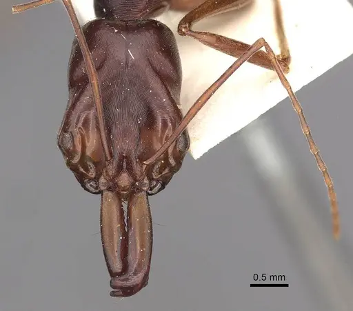 Odontomachus monticola - CASENT0900651