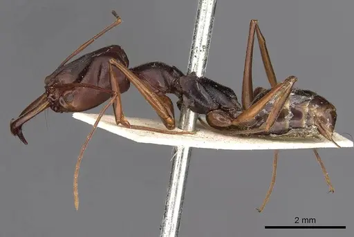 Odontomachus monticola - CASENT0900651