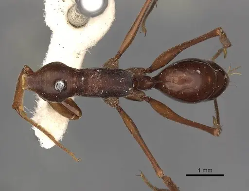 Odontomachus monticola - CASENT0900657