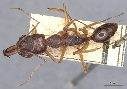 Odontomachus monticola - CASENT0904000