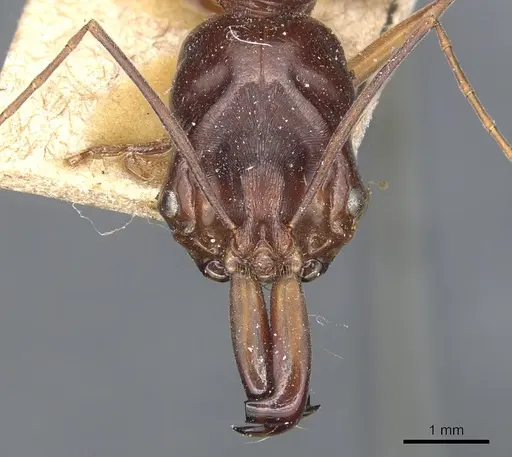 Odontomachus monticola - CASENT0904000