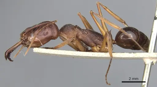 Odontomachus monticola - CASENT0904000