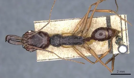 Odontomachus monticola - CASENT0905746