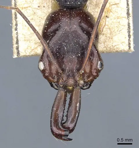 Odontomachus monticola - CASENT0905746